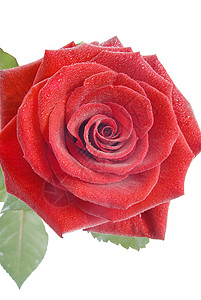 红玫瑰 白色上滴着小水滴背景图片