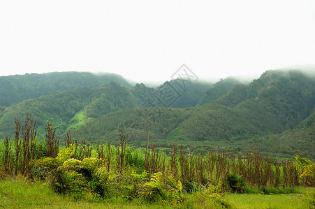 绿色爬坡植物群农场辉光薄雾高地植物气氛纹理树木图片