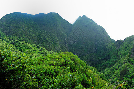 绿色气氛纹理种植园辉光高地情绪植物群荣耀场地植物图片