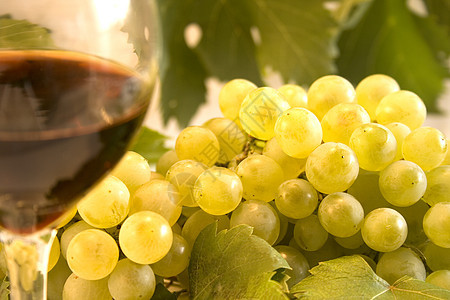 葡萄酒和葡萄饮料农业葡萄炎玻璃藤蔓水果叶子植物酿酒栽培图片