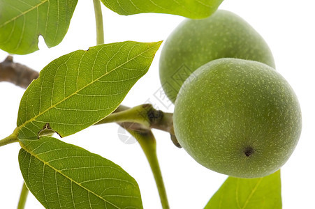 白线上孤立的生长胡桃传统派对绿色饮食核桃坚果小吃味道季节叶子图片