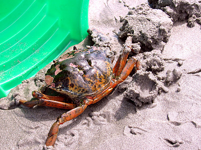 来抓螃蟹海鲜绿色螃蟹海滩图片