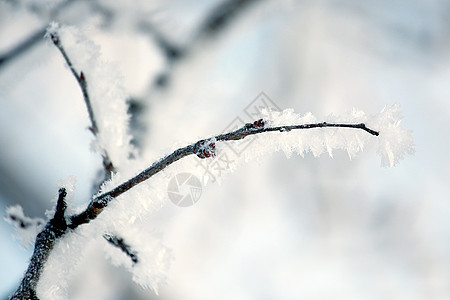 冬霜天气松树季节冻结公园树木卡片雪花温度墙纸图片