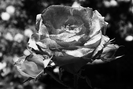 红玫瑰花白色花园植物黑色背景图片
