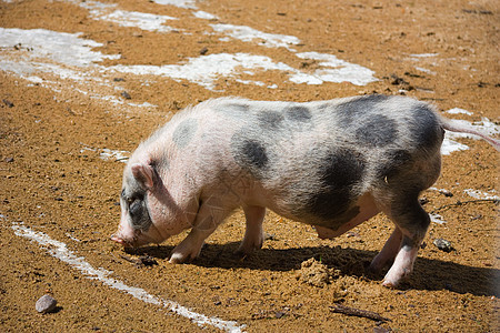 猪房里的年轻小猪黑色尾巴动物家畜农场哺乳动物粉色食物稻草猪肉图片