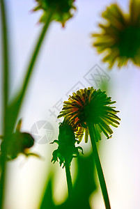 彩色花际背景环境季节公园香气墙纸植物群植物花园阳光天空图片