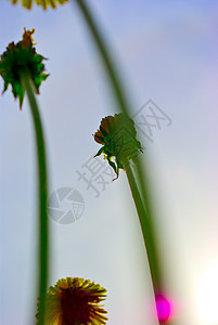 彩色花际背景太阳紫色蜂蜜墙纸花蜜阳光季节植物群植物花园图片