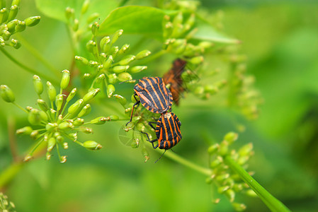 甲虫橙子红色叶子黑色植物宏观绿色天线花园动物图片