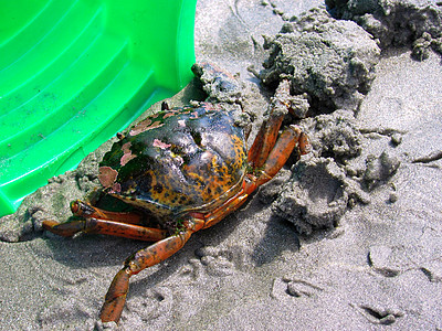 来抓螃蟹假期贝类海洋海滩食物螃蟹图片
