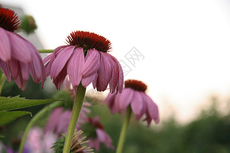 夏花花种子场地墙纸叶子风景日落园艺植物花粉家庭图片