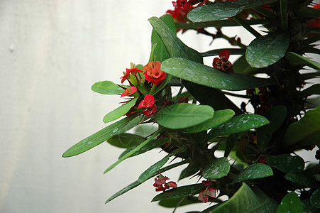 红石斛花园红色叶子植物学热带植物背景图片