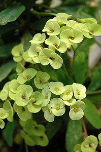 绿石斛叶子热带花园植物学植物背景图片