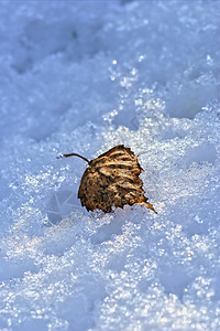 在积雪中粒状叶子宏观图片