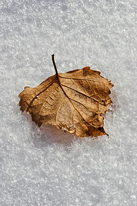 在积雪中宏观叶子粒状图片