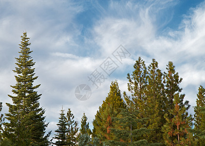 蓝天空松树环境白色叶子天空绿色植物森林木头晴天绿色图片