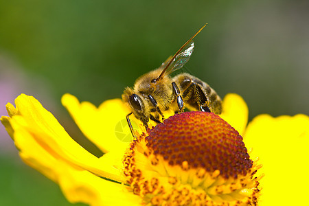 一只小蜜蜂在黄花上收集花蜜图片