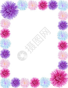 从 aster 花朵的边框粉色团体活力紫色植物框架工作室植物学白色花瓣图片