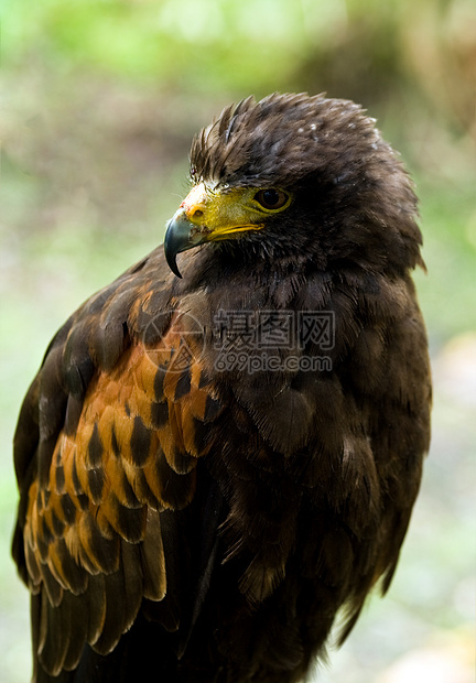 哈里斯鹰鹰野生动物月翅棕色单环鸟类独角兽湾翅尘土动物猎人图片