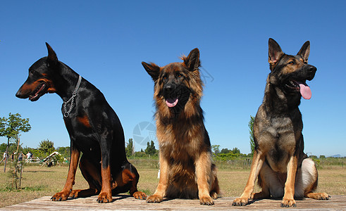 德国杜宾犬桌面三只狗天空小狗犬类蓝色动物宠物牧羊犬忠诚背景