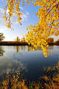 秋季风景阴影叶子枝条天空溪流橙子反射植物群绿色美丽图片