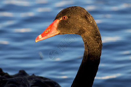 黑天鹅脖子天鹅水禽池塘动物黑色荒野野生动物游泳图片