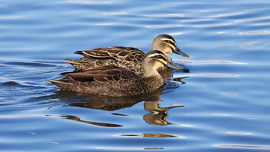 太平洋黑鸭鸭子池塘野生动物账单动物羽毛图片