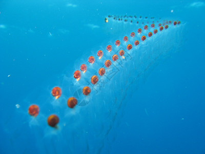 鱼蛋鱼卵潜水照片海洋生物图片