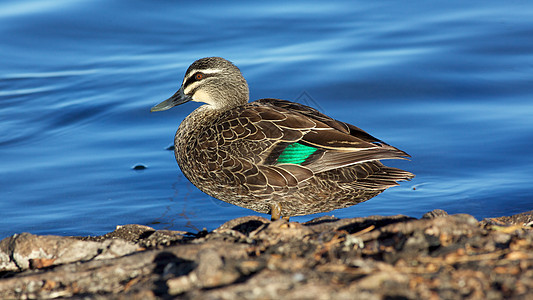 太平洋黑鸭生活羽毛鸭子鸟类池塘账单动物野生动物图片