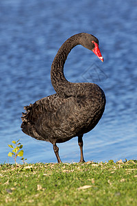 黑天鹅黑色荒野优美野生动物游泳美丽水禽脖子天鹅动物图片