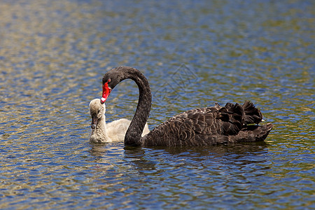 黑天鹅优美婴儿游泳脖子天鹅荒野池塘黑色野生动物水禽图片