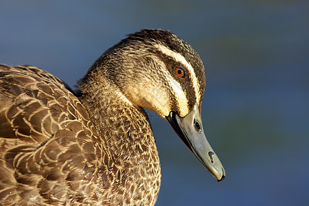 太平洋黑鸭鸭子鸟类动物羽毛生活池塘账单图片