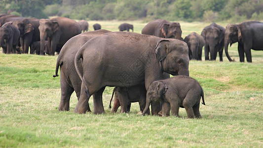 斯里兰卡大象婴儿环境獠牙野生动物团体哺乳动物食草动物旅行荒野背景图片