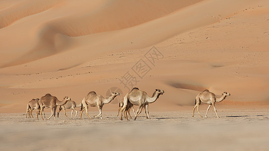空的四角胶卷场景寂寞孤独干旱沙丘沙漠空季旅行骆驼图片素材