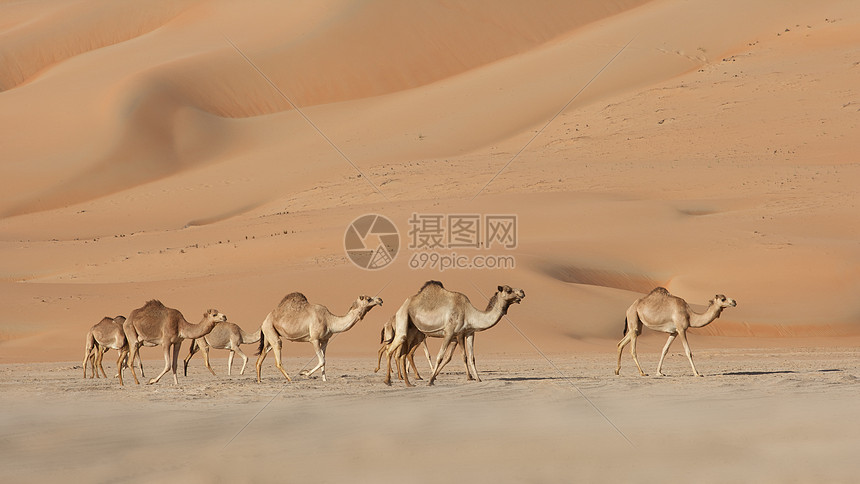 空的四角胶卷场景寂寞孤独干旱沙丘沙漠空季旅行骆驼图片