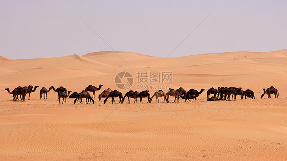 空的四角胶卷风景场景干旱旅行沙丘寂寞孤独空季骆驼沙漠图片