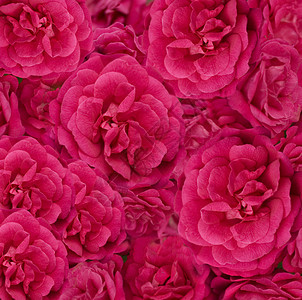 粉红玫瑰背景的花岗花图片