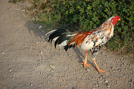 鸡母鸡家畜家禽农业公鸡农场羽毛图片