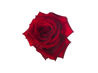 玫瑰礼物红色白色草本植物静物植物生长背景图片
