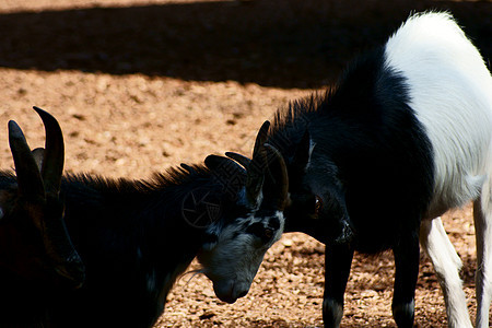 山羊女性牧场花园生活动物园动物植物小狗农场家畜图片