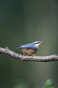 Nuthatch欧洲锡塔栖息花园林地鸣禽农村荒野野生动物蓝色图片