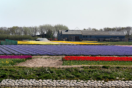 荷兰农场荷兰的Bulbfields农业农场灯泡旅游郁金香植物背景