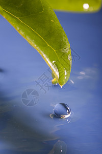 水滴树叶反射水坑同心植物群绿色池塘滴水水分圆圈图片