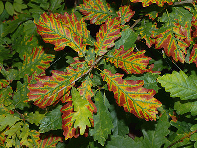 彩色树叶橡木绿色植物黄色红色背景图片