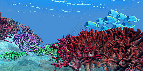 红色游泳团体彩虹淡水蓝色盐水生物运动海洋学校图片