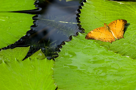 蝴蝶飞行天线昆虫花园野生动物宏观季节翅膀动物群图片