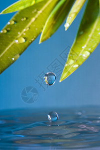 树叶水滴水滴蓝色植物群反射树叶运动圆圈池塘水坑滴水绿色背景