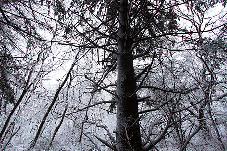 伊利诺伊州新的降雪植被松树林地公园栖息地仙境荒野风暴场景树木图片