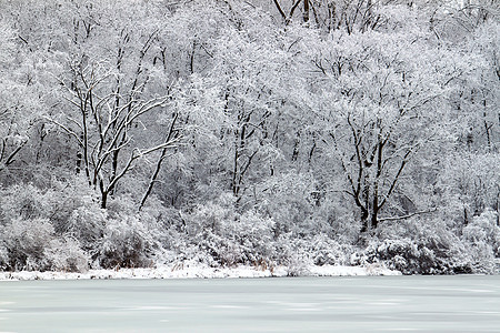 皮尔斯湖降雪  伊利诺伊州场景栖息地植被松树林地仙境风暴寒冷公园荒野图片