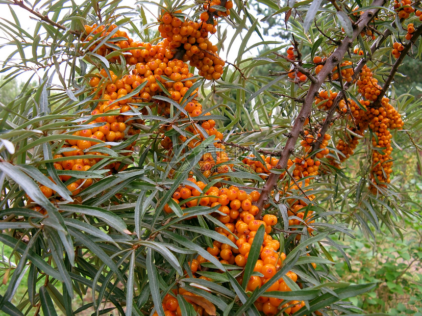 海角黄色花园绿色植物树木沙棘橙子图片