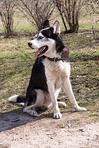 坐哈斯基公园灰色树叶晴天黑色动物群猎犬烟头阳光动物背景图片